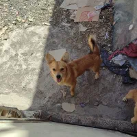 سگ پاکوتاه نر