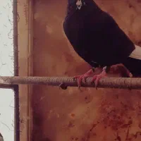 سیاه پلنگ|پرنده|بافق, |دیوار