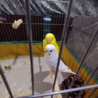 مرغ عشق بالغ