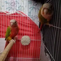 جفت گرینچیک اناناسی دبل رد اکستریم مولد