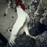 خروس محلی خوش آواز