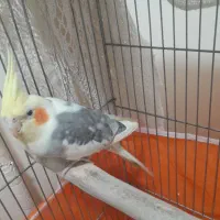 عروس هلندی|پرنده|تهران, آشتیانی|دیوار