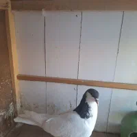 شستی سیاه ماده گلی نر|پرنده|قزوین, |دیوار