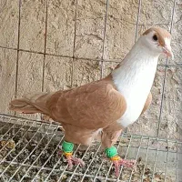 کلاغ زرد ماده