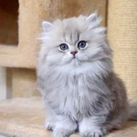 مجموعه اصیل ترین گربه ها(پرشین بریتیش اسکاتیش)|گربه|اهواز, کیانپارس |دیوار