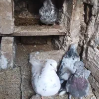 کبوتر زینتی|پرنده|بوئین زهرا, |دیوار