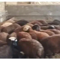 بره نرپای پروار