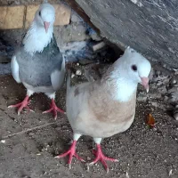 دوتا کبوتر طوقی خوشگل بفروش میرسد