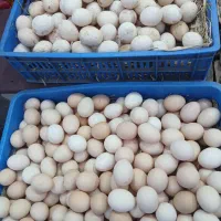 تخم مرغ واردک محلی