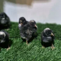 فروش ویژه جوجه های خاص|حیوانات مزرعه|قم, بوستان جوان|دیوار