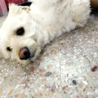 سگ خانگی|سگ|قم, سالاریه|دیوار