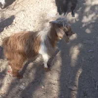 فروشی|حیوانات مزرعه|خوسف, |دیوار