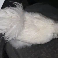 خروس ابریشمی چهل جیل