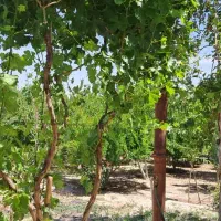 منزل ویلایی|فروش خانه و ویلا|بیضا, |دیوار