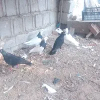 کبوتر