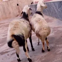 بره قوچ پوست گاوی|حیوانات مزرعه|بروجرد, |دیوار