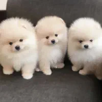 پاممراننین وارداتی یه وجبی|سگ|تهران, جوانمردان (اندیشه)|دیوار