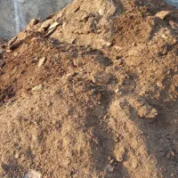 کود گوسفندی