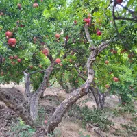 سیب چیدن