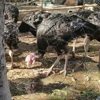 بوغلمون 6ماهه جوان