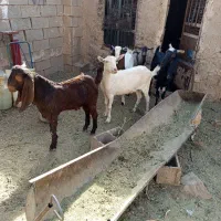 سانن پاکستانی|حیوانات مزرعه|خواف, |دیوار