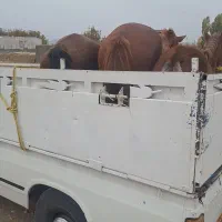 مادیان کره نریان اسب