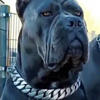 سگ کن کورسو ایتالیایی