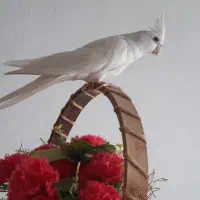 عروس هلندی|پرنده|مشهد, زمرد|دیوار