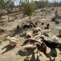 فروش بوقلمون و خروس ومرغ|حیوانات مزرعه|گلپایگان, |دیوار