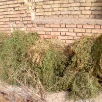 یونجه،بیده