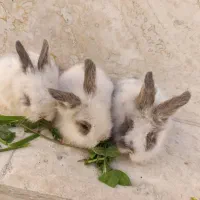 توله خرگوش لپ(عروسک زنده)|موش و خرگوش|دوگنبدان, |دیوار