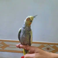 عروس هلندی دستی