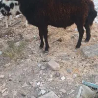 قوچ میش بز|حیوانات مزرعه|تربتحیدریه, کوی شهید احمدزاده ملکی|دیوار