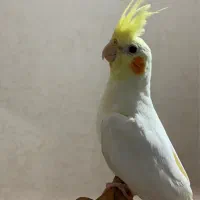 عروس هلندی لوتینو دست اموز