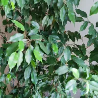 ۳ تا گلدان نهال بنجامین ۱۷۰ سانتی|گل و گیاه طبیعی|تهران, عباسآباد|دیوار