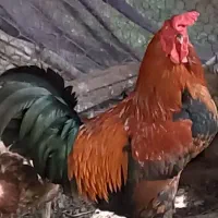 دوتا خروس محلی  بزرگ و یه اوردک اسراییلی ماده بزرگ