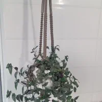 گلهای طبیعی قیمت مناسب