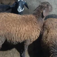 بره گوسفند نر افشاری