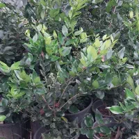 فروش یاس هلندی سطل ده به ارتفاع یک ونیم متر
