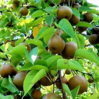 نهالی که خوشمزه ترین محصولات رو به شما میده
