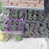 گل های کاکتوس هاورتیا گورخری زیر قیمت|گل و گیاه طبیعی|بهار, |دیوار