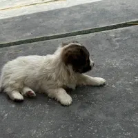 سگ پامر روباهی و شیتزو