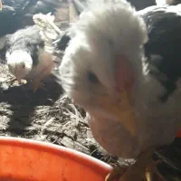 جوجه گلین دوماهه