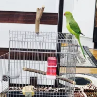 طوطی ملنگو نر بسیار زیبا