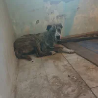 توله سگ خراسانی اصیل