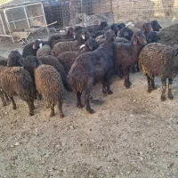 بره قزل افشار|حیوانات مزرعه|لالجین, |دیوار