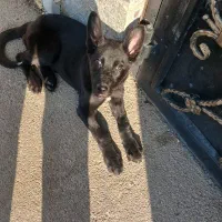 توله ژرمن ورک|سگ|تبریز, |دیوار