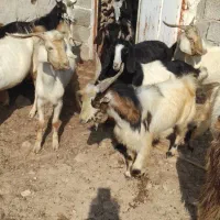 حیوان|حیوانات مزرعه|اهرم, |دیوار