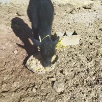 گوساله نر داشتی|حیوانات مزرعه|خانمیرزا, |دیوار