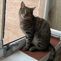 آگهی گم شده|حیوانات|تبریز, |دیوار